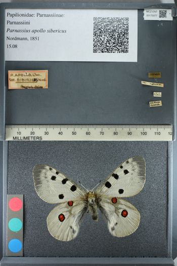 Media type: image;   Entomology 175077